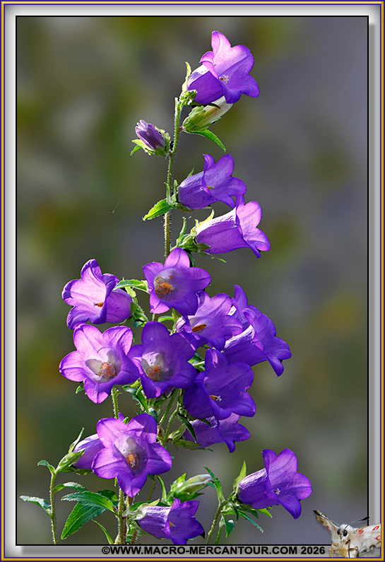 Campanules &agrave; feuille d'Ortie
